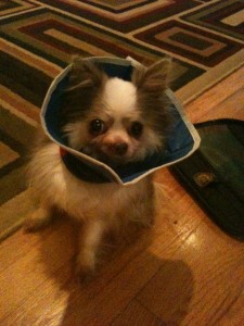 Daggett and his Cone of Shame