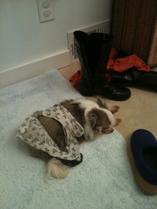 Dog Tired